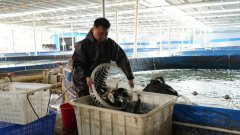 <b>区农业农村局副局长杜娟暗示</b>